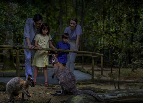 ナイトサファリ