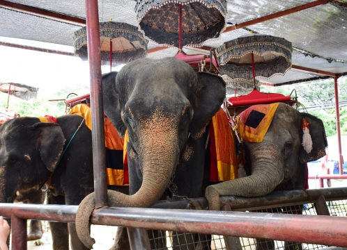 世界遺産アユタヤ_象乗り体験