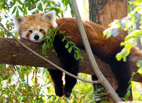 リバーワンダー_レッサーパンダ