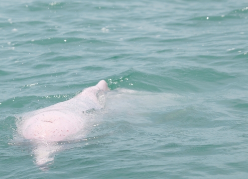 幸運の“ピンクイルカ”に出会えるかも！