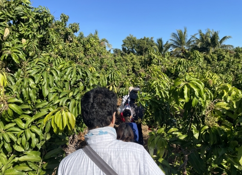 マンゴー狩り体験