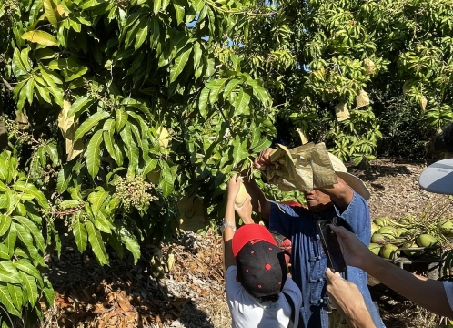 マンゴー狩り体験