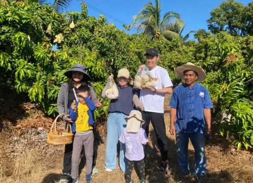 マンゴー狩り体験