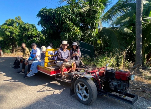 マンゴー狩り体験