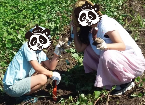 芋ほり遠足 