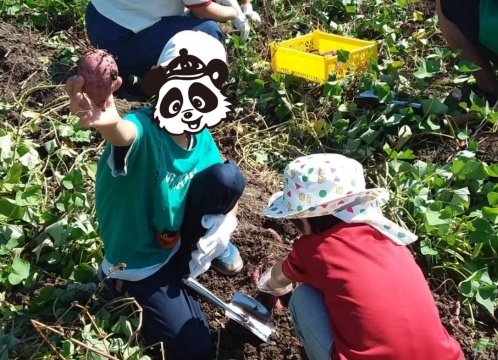 芋ほり遠足 