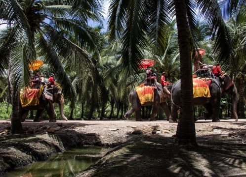 本格象乗り体験