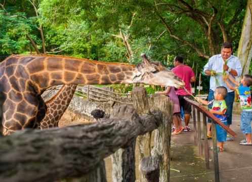 カオキアオ動物園