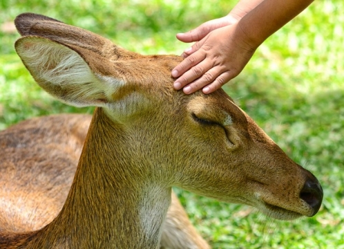 カオキアオ動物園