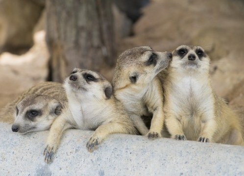 カオキアオ動物園