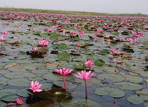 タレーブアデーン（赤い睡蓮の海）