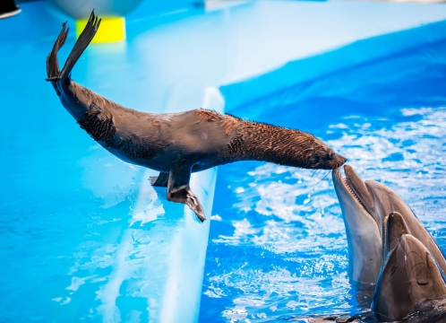 ドルフィナリウムパタヤ