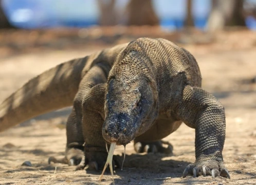 コモドドラゴンに会う！コモド諸島1DAYトレッキングツアー