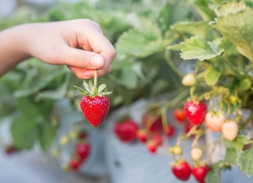 カオヤイでいちご狩り体験