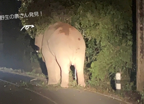 ナイトサファリ