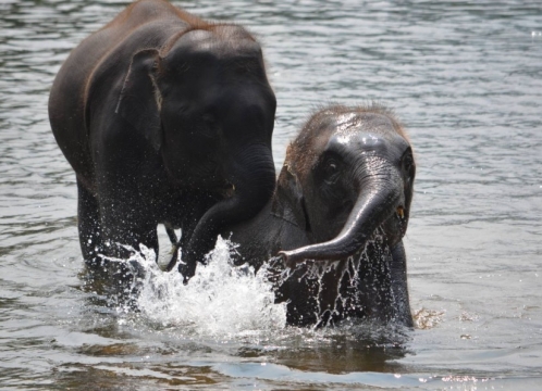 エレファントワールドでボランティア活動
