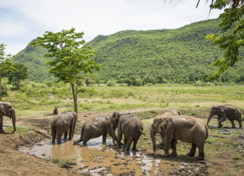 エレファントワールドでボランティア活動