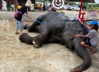 お疲れの象さんをお掃除