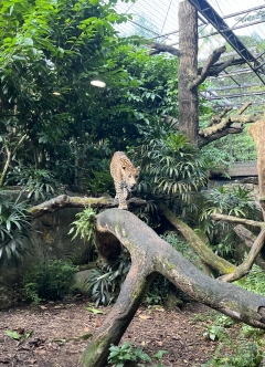 シンガポール動物園