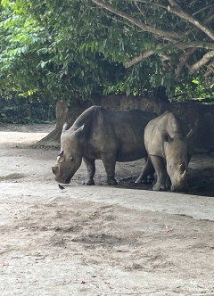 シンガポール動物園