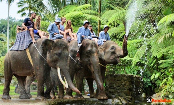 サファリパークで本格的な象乗り体験ツアー＜送迎・ランチ付き＞