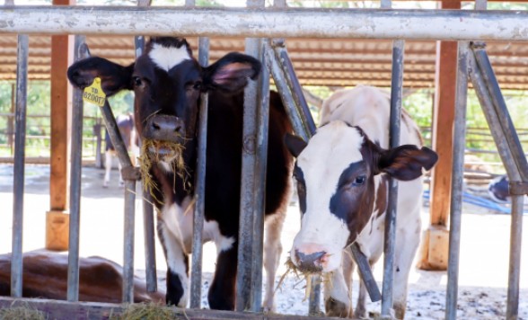 タイ・デンマークファーム体験ツアー