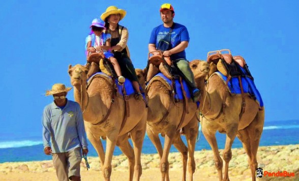 【バリ島】キャメルサファリ（ラクダ乗り）