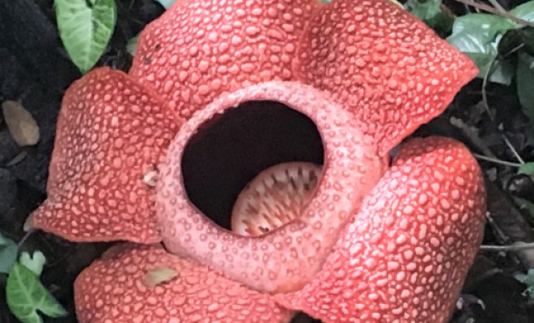 【コタキナバル発】世界遺産キナバル公園＋ポーリン温泉1日観光＋キャノピーウォーク体験＜足湯/幻のラフレシア＞