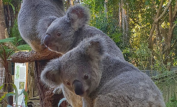 キュランダコアラガーデンズ入場チケット