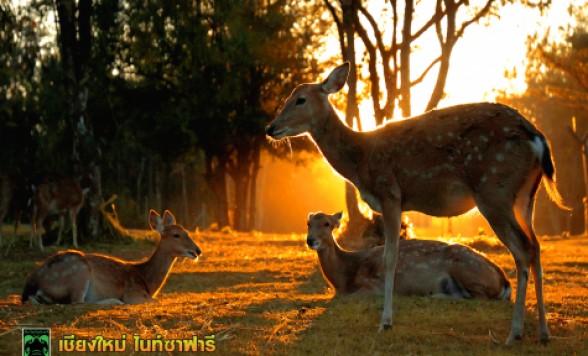 チェンマイナイトサファリ