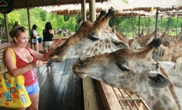 サファリワールド入場チケット （送迎なし）