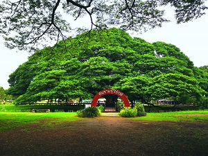 この木なんの木～♪で知られる巨大樹「モンキーポッドツリー(Giant Monkey Pod Tree)」で写真タイム