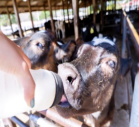 トラムに乗ってファームツアーへ出発！！