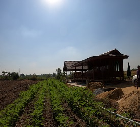 アユタヤ 芋畑 ご到着