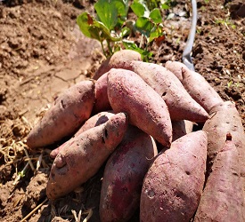 芋ほりをお楽しみ下さい（約30-40分）