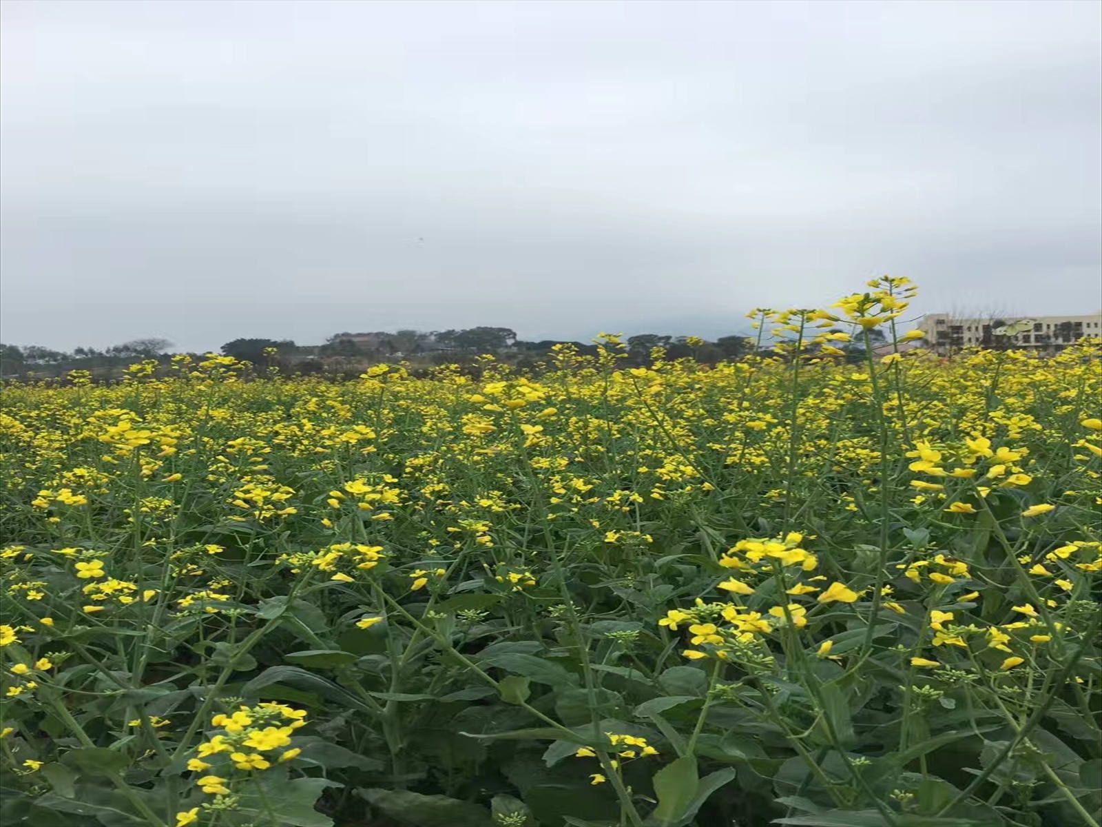 花千谷・鵬城美麗郷村 見学