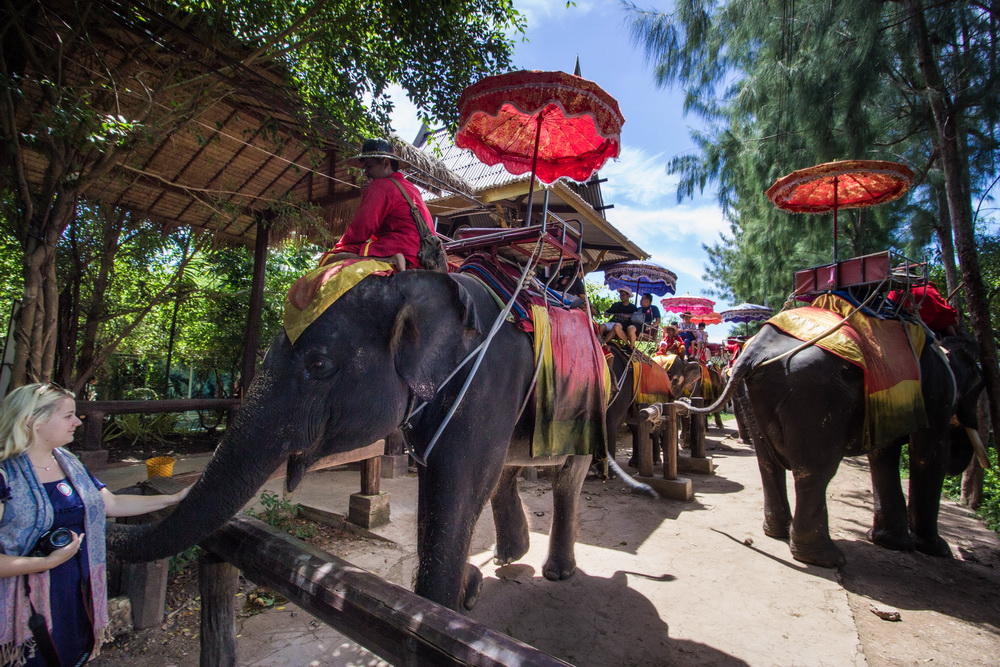 エレファントビレッジにて、本格的象乗り