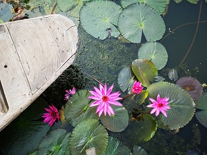 RED LOTUS FLOATING MARKET (レッドロータス水上市場）到着