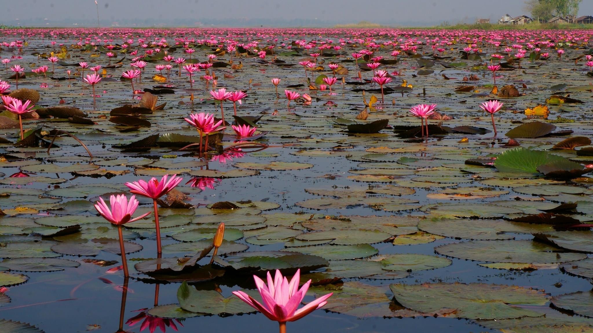 紅い睡蓮の海と呼ばれる湖（タレーブアデーン）へ