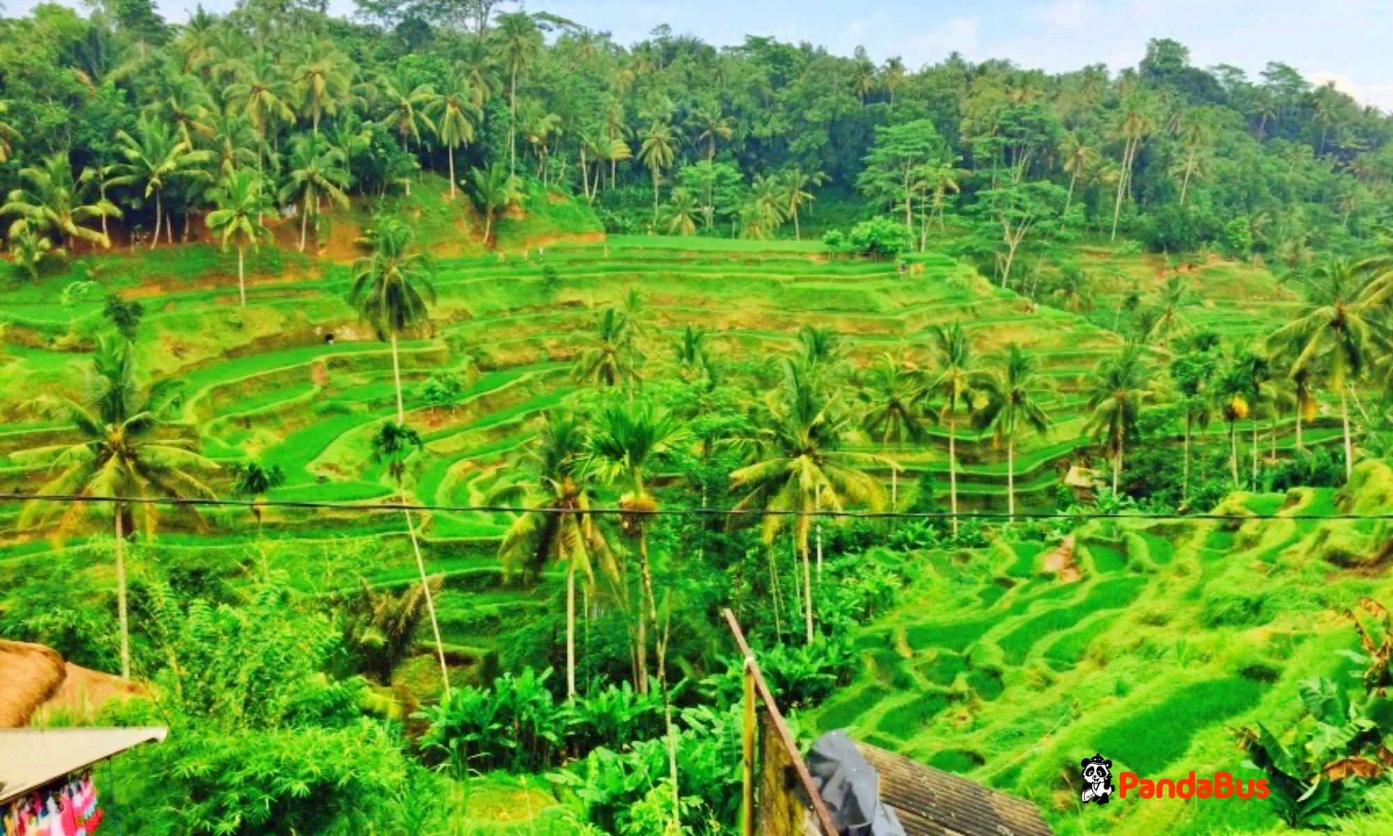 有名なテガララン棚田を眺めながら絶景ランチ（インドネシア料理）