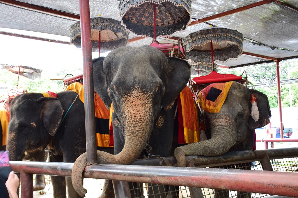 エレファントビレッジにて、象に乗ってお散歩(約10分間)