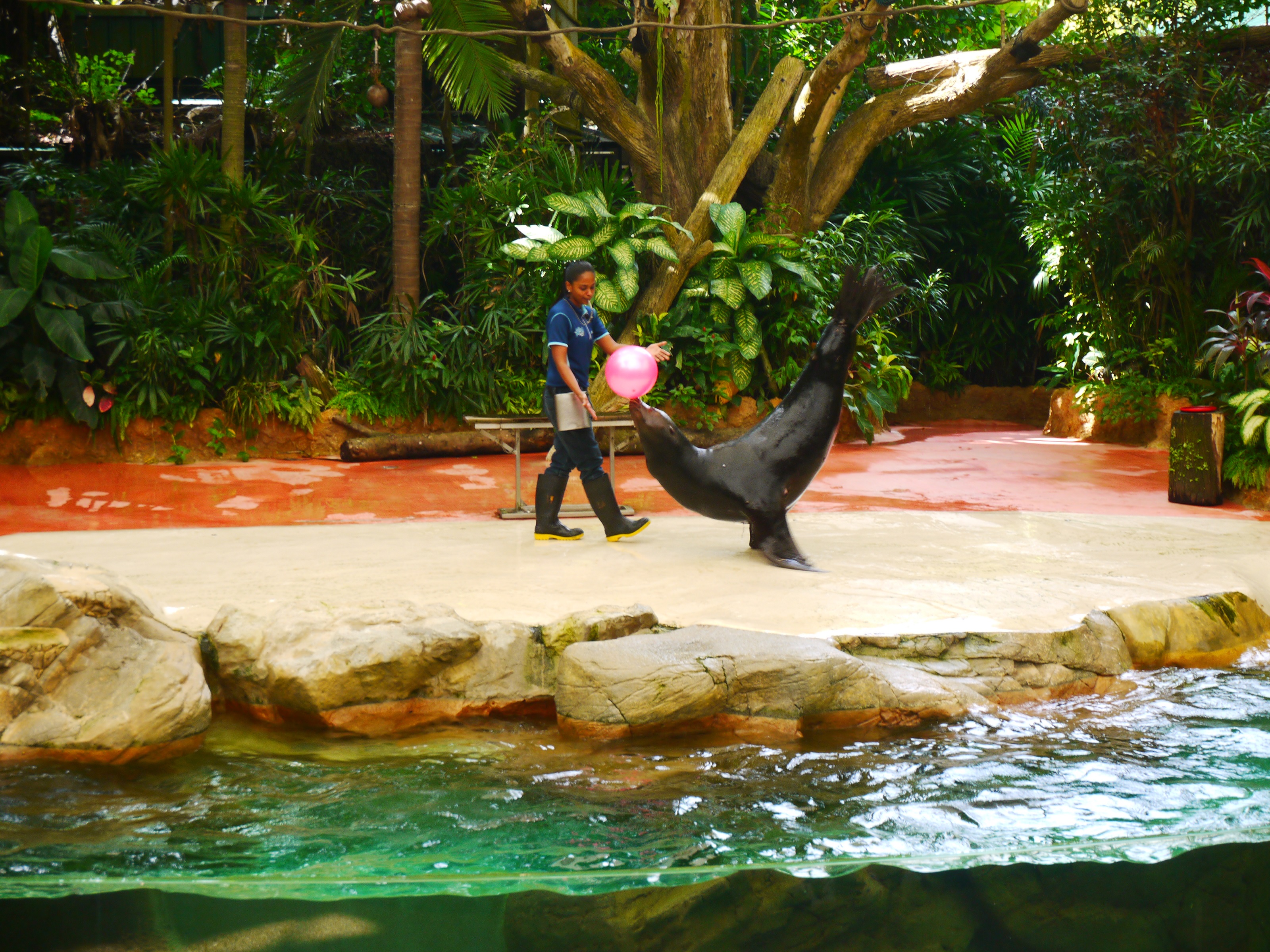 かわいいアシカたちによるショー鑑賞