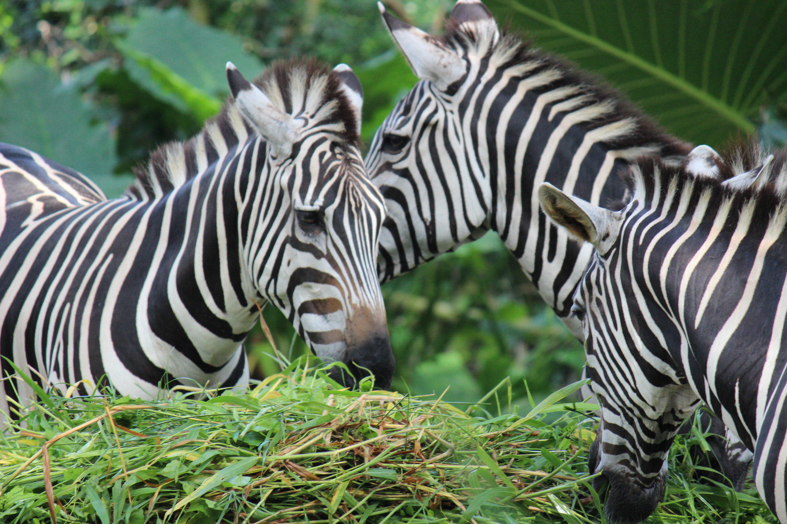 シンガポール動物園にて解散