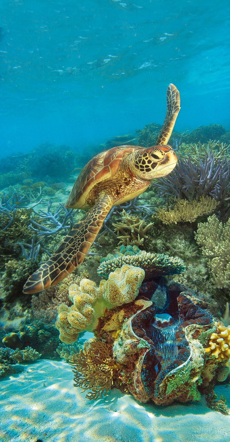 アウターリーフ上ポンツーン到着