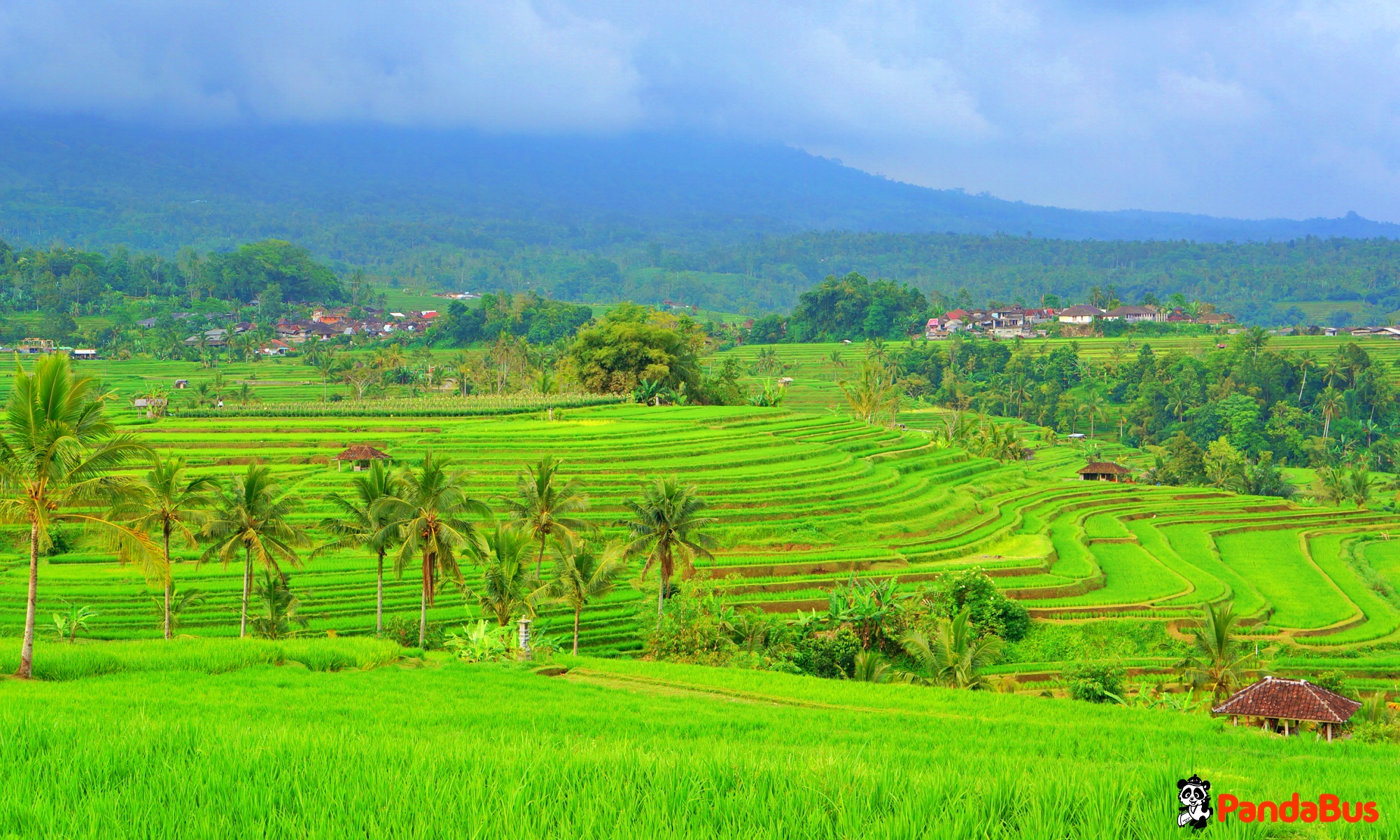 世界遺産『ジャティルウィ棚田』大規模なライステラス