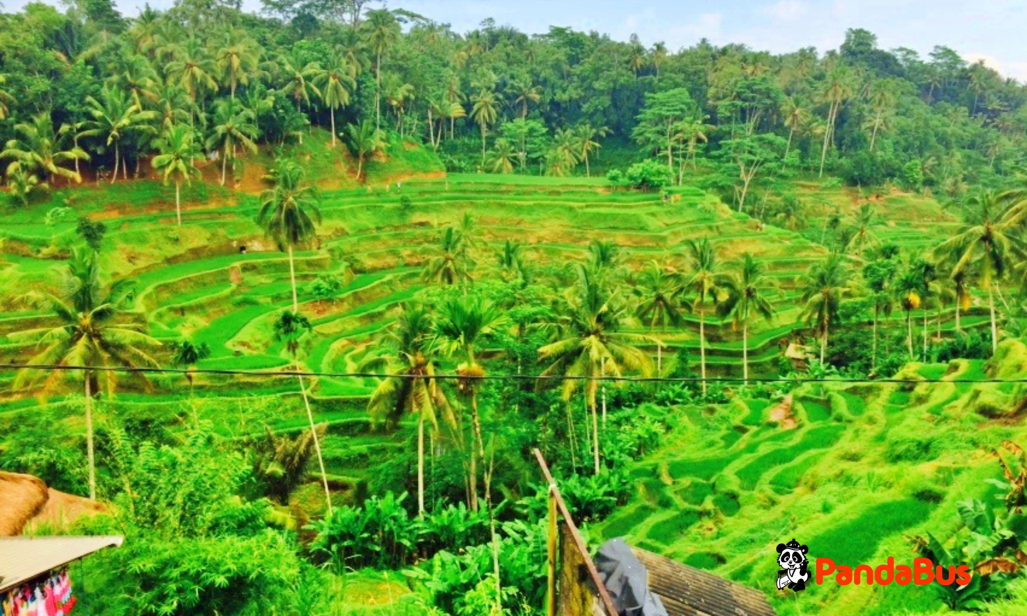 テガララン(棚田)着。棚田を眺めながらの絶景ランチ（約1時間）
