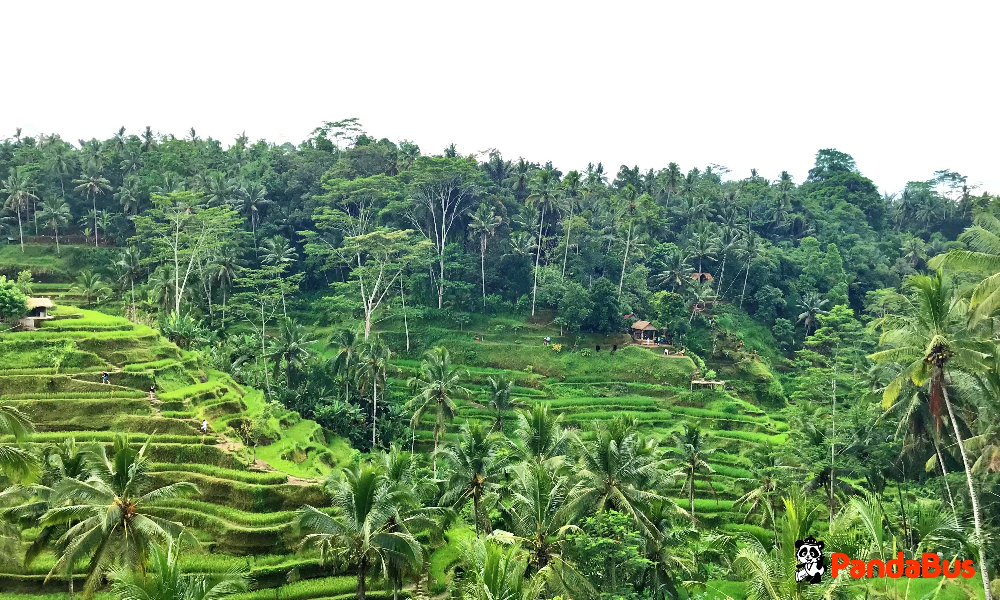 テガララン（棚田）着。ライステラスを眺めながらのランチ（約1時間）
