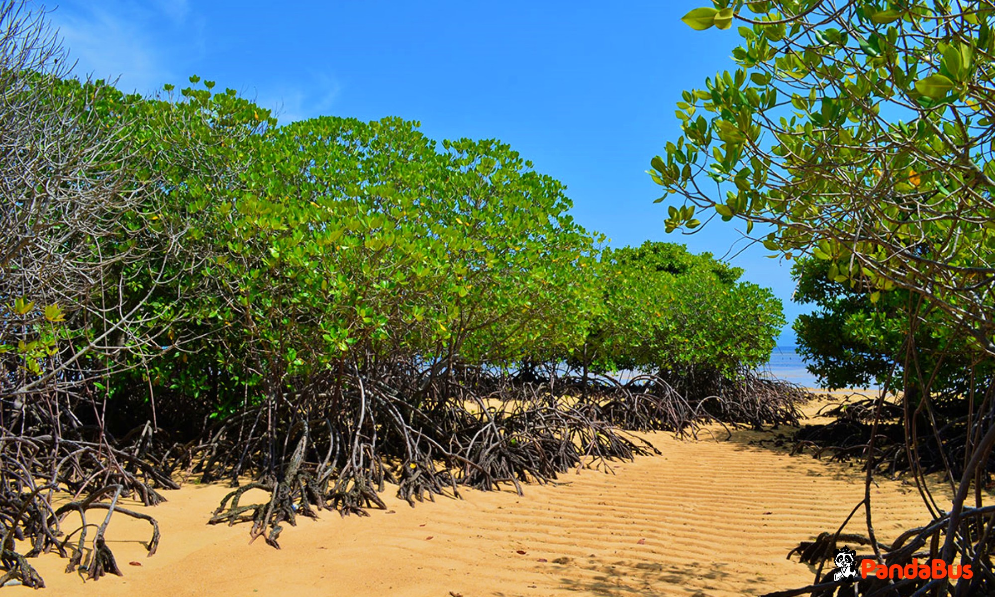 レンボンガン島到着後、マングローブの村へ移動。 マングローブ村やビーチを散策（約15分）