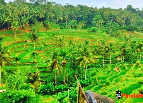 テガララン棚田