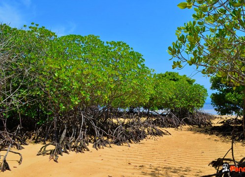 マングローブ＿02